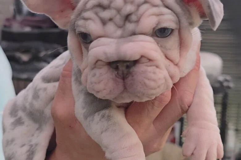 French Bulldog