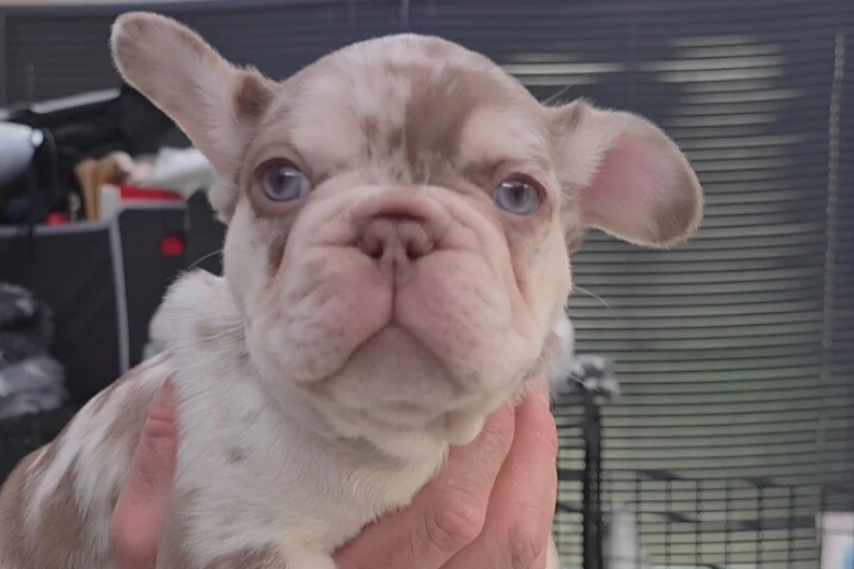 French Bulldog