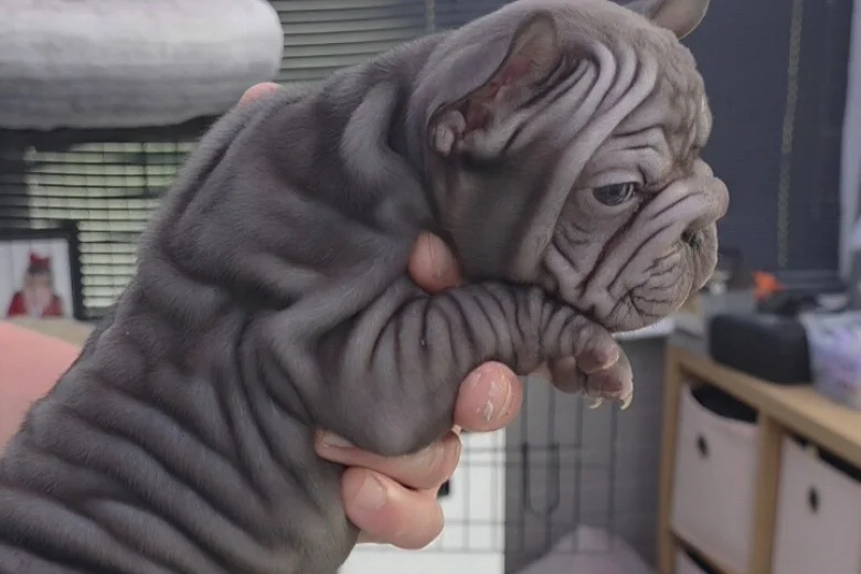 French Bulldog