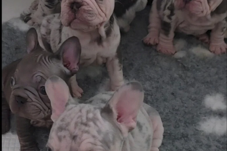 French Bulldog