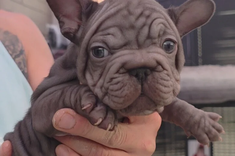 French Bulldog