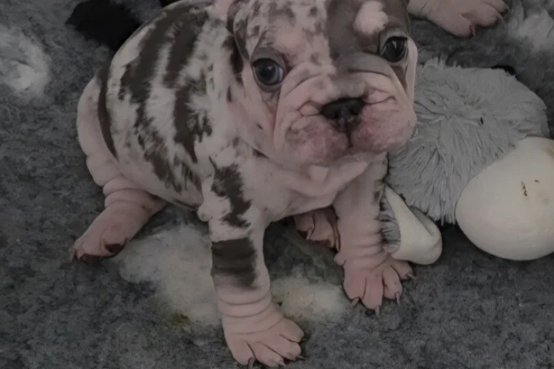 French Bulldog