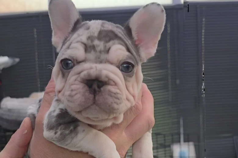 French Bulldog