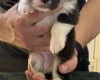 Welsh Corgi Pembroke