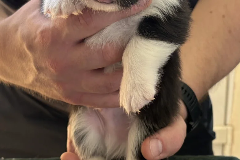 Welsh Corgi Pembroke