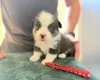 Welsh Corgi Pembroke
