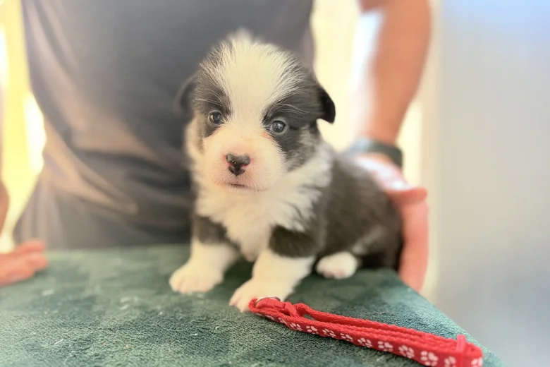Welsh Corgi Pembroke