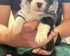 Welsh Corgi Pembroke