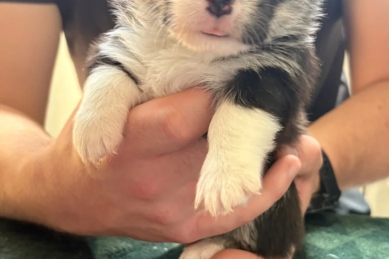 Welsh Corgi Pembroke
