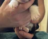 Welsh Corgi Pembroke