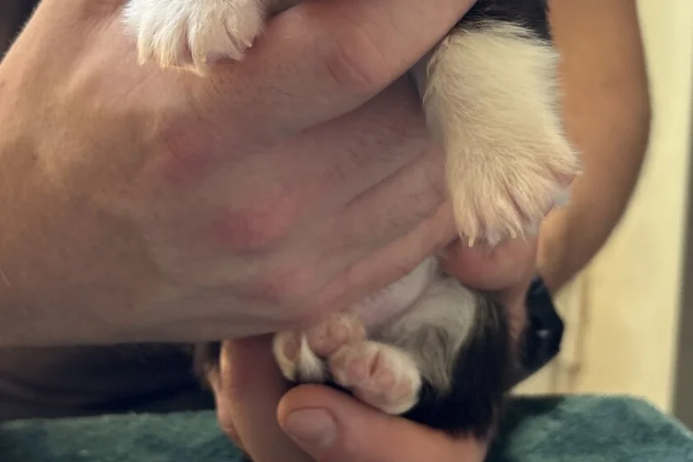 Welsh Corgi Pembroke