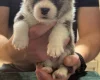 Welsh Corgi Pembroke
