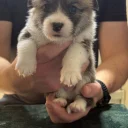 Welsh Corgi Pembroke