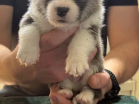 Welsh Corgi Pembroke