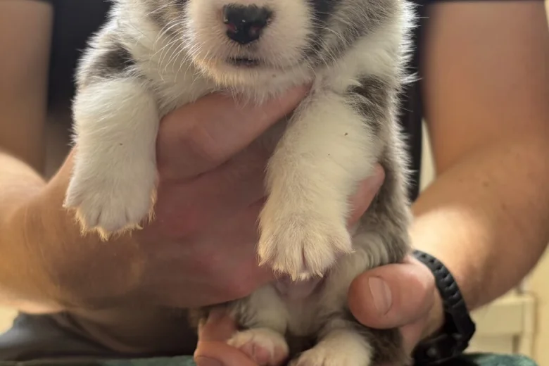 Welsh Corgi Pembroke