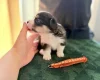 Welsh Corgi Pembroke