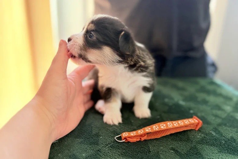Welsh Corgi Pembroke