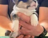 Welsh Corgi Pembroke