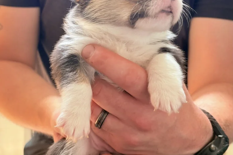 Welsh Corgi Pembroke