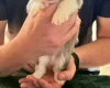 Welsh Corgi Pembroke