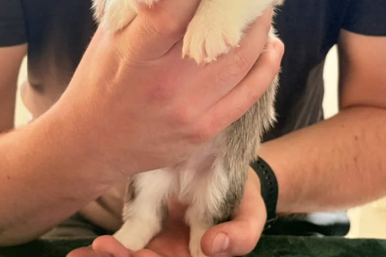 Welsh Corgi Pembroke