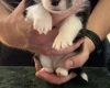 Welsh Corgi Pembroke