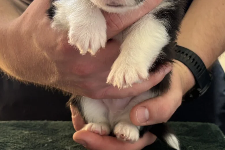Welsh Corgi Pembroke