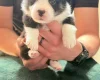 Welsh Corgi Pembroke