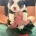 Welsh Corgi Pembroke