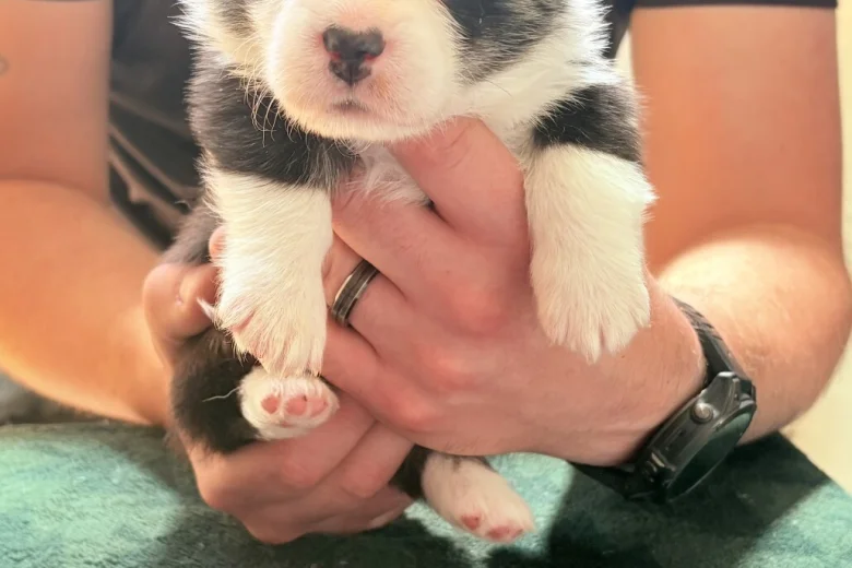 Welsh Corgi Pembroke