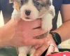 Welsh Corgi Pembroke