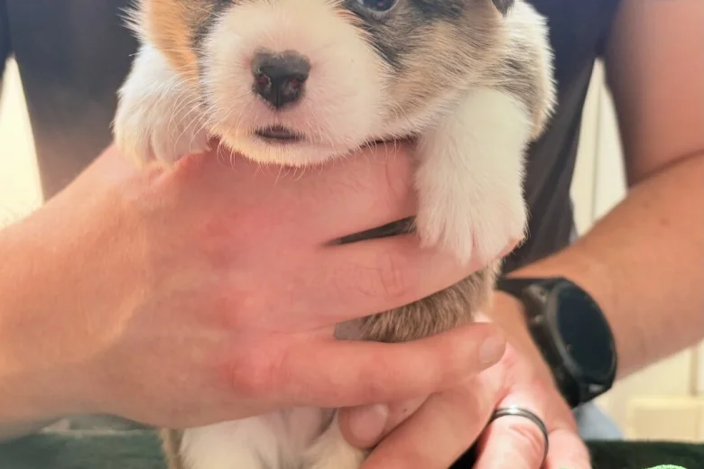 Welsh Corgi Pembroke