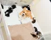 Welsh Corgi Pembroke