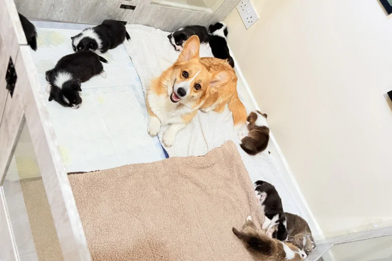 Welsh Corgi Pembroke