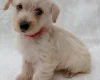 West Highland White Terrier