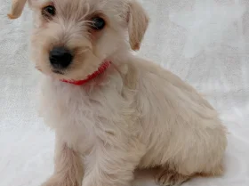 West Highland White Terrier