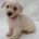 West Highland White Terrier