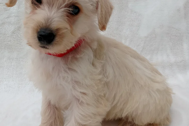 West Highland White Terrier