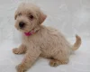 West Highland White Terrier