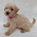 West Highland White Terrier