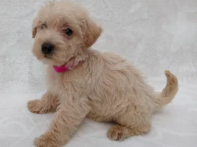 West Highland White Terrier