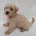 West Highland White Terrier