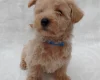 West Highland White Terrier