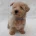 West Highland White Terrier