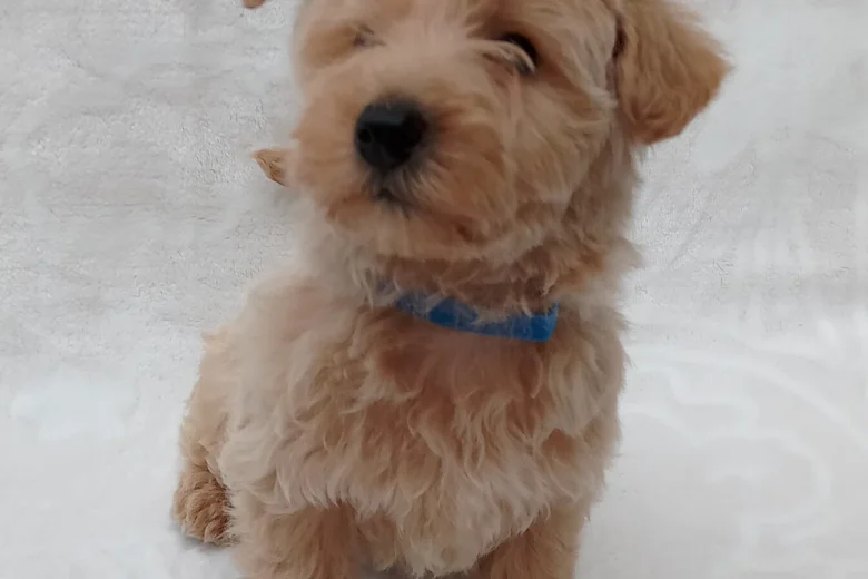 West Highland White Terrier