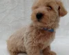 West Highland White Terrier