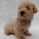 West Highland White Terrier