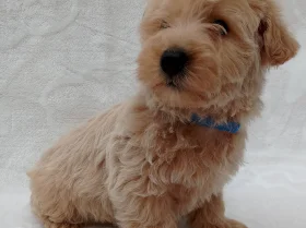 West Highland White Terrier