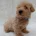 West Highland White Terrier