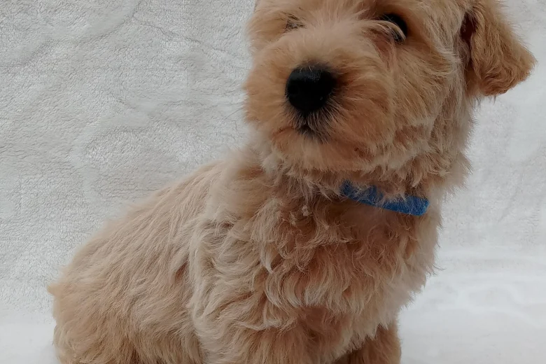 West Highland White Terrier